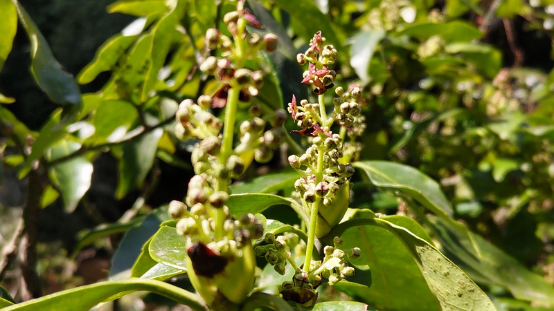 アオキの雄花 横浜市旭区希望が丘水の森公園