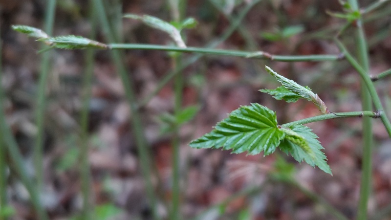 ヤマブキの新芽 横浜市旭区希望が丘水の森公園