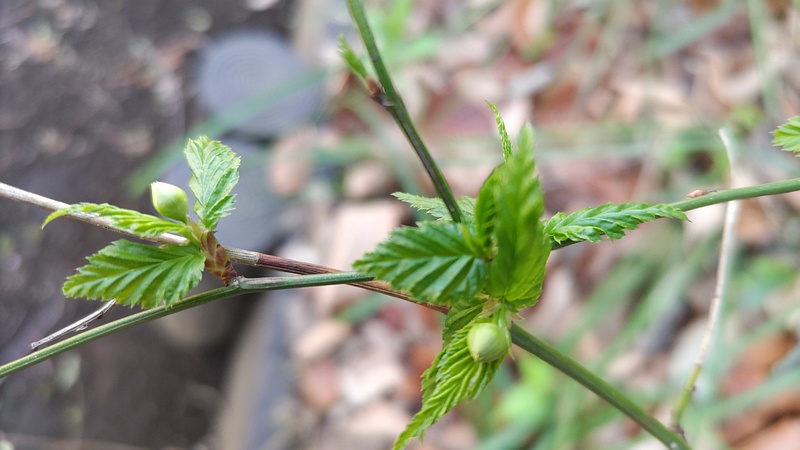 ヤマブキの蕾 横浜市旭区希望が丘水の森公園
