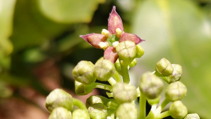 アオキの雄花 横浜市旭区希望が丘水の森公園