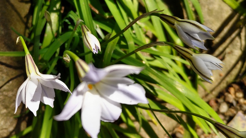 ハナニラの花 横浜市旭区帷子川親水緑道