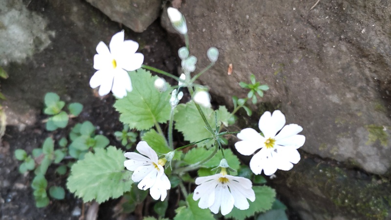 サクラソウの花 横浜市旭区帷子川親水緑道