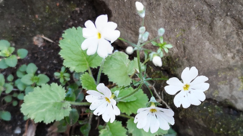 サクラソウの花 横浜市旭区帷子川親水緑道