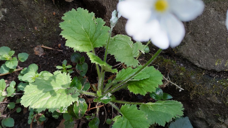 サクラソウの花 横浜市旭区帷子川親水緑道