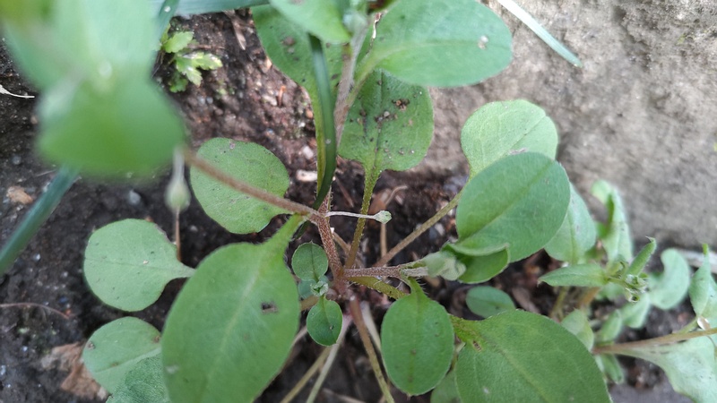 キュウリグサ 横浜市旭区帷子川親水緑道