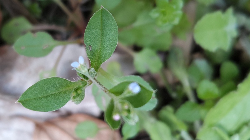 キュウリグサ 横浜市旭区帷子川親水緑道