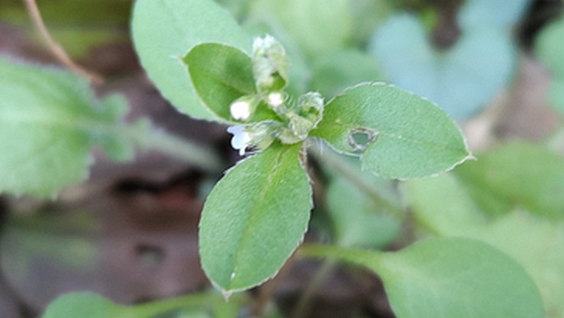 キュウリグサ 横浜市旭区帷子川親水緑道