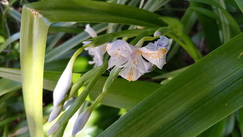 シャガの花 横浜市旭区帷子川親水緑道