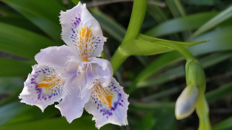 シャガの花 横浜市旭区帷子川親水緑道