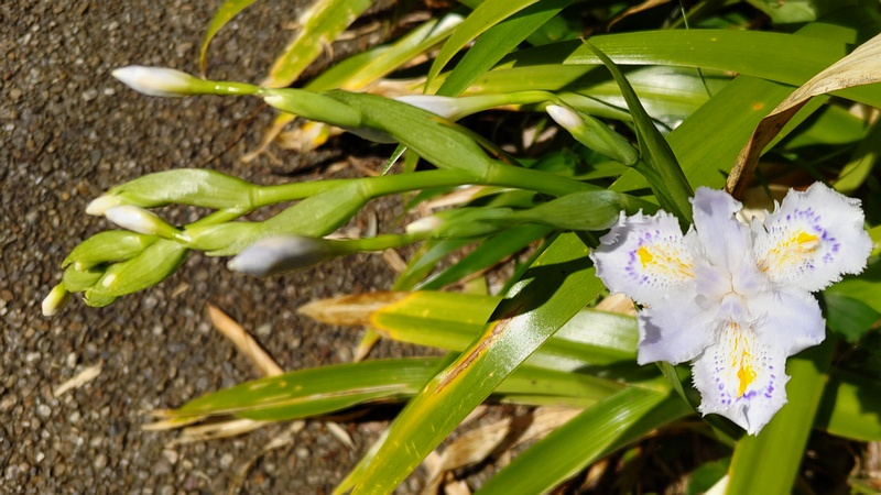 シャガの花 横浜市旭区帷子川親水緑道