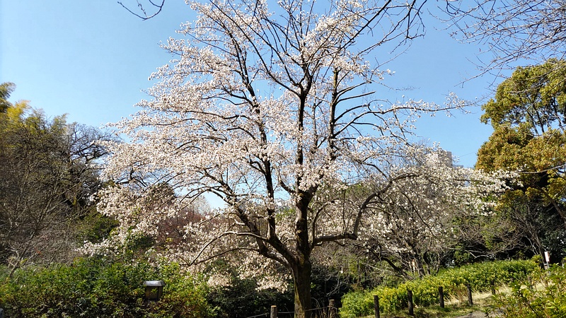 コブシの花 横浜市旭区帷子川親水緑道