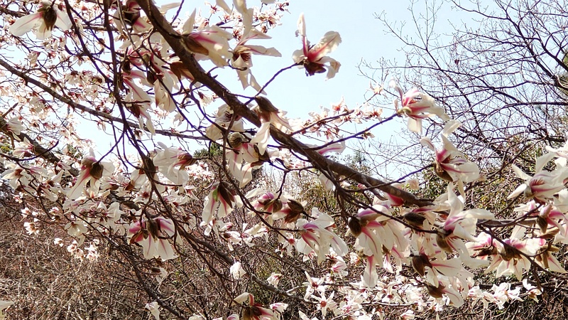 コブシの花 横浜市旭区帷子川親水緑道