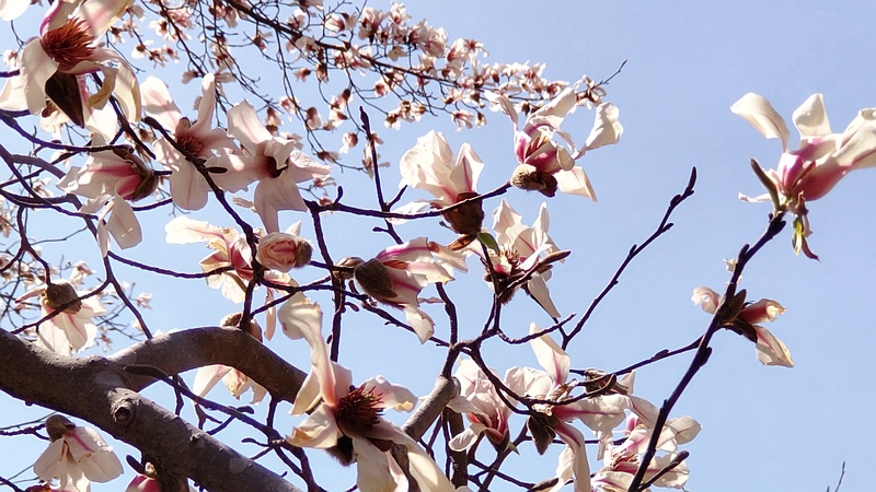 コブシの花 横浜市旭区帷子川親水緑道