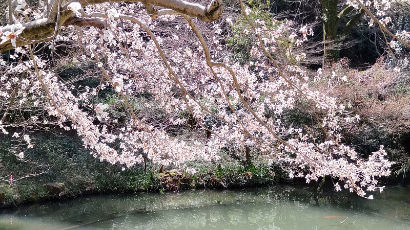 コブシの花 横浜市旭区帷子川親水緑道