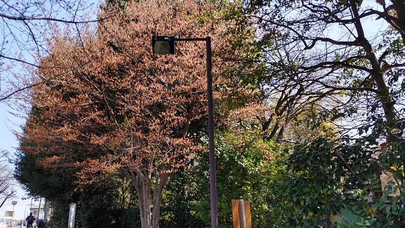 アカシデ 横浜市旭区帷子川親水緑道