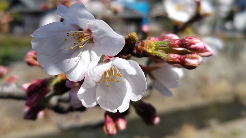 ソメイヨシノの花 横浜市旭区鶴ヶ峰