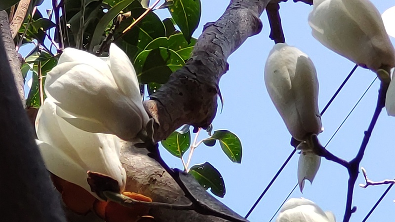 ハクモクレンの花 横浜市旭区鶴ヶ峰