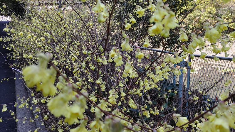 ヒュウガミズキの花 横浜市旭区鶴ヶ峰