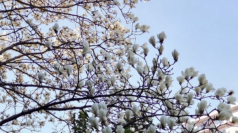 ハクモクレンの花 横浜市旭区鶴ヶ峰