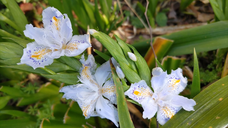 シャガの花 横浜市旭区鶴ヶ峰