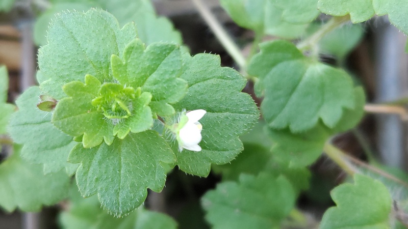 コゴメイヌノフグリ 横浜市旭区鶴ヶ峰本町畠山重忠公碑
