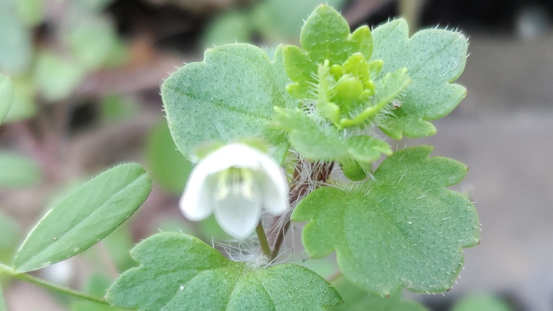 コゴメイヌノフグリ 横浜市旭区鶴ヶ峰本町畠山重忠公碑