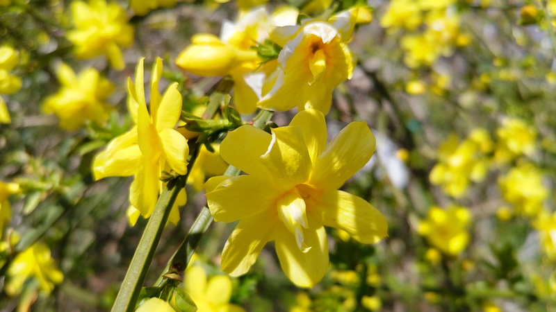 オウバイモドキの花 横浜市旭区鶴ヶ峰本町