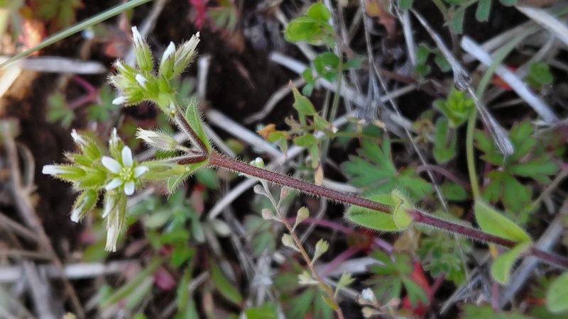 オランダミミナグサ 横浜市旭区鶴ヶ峰本町