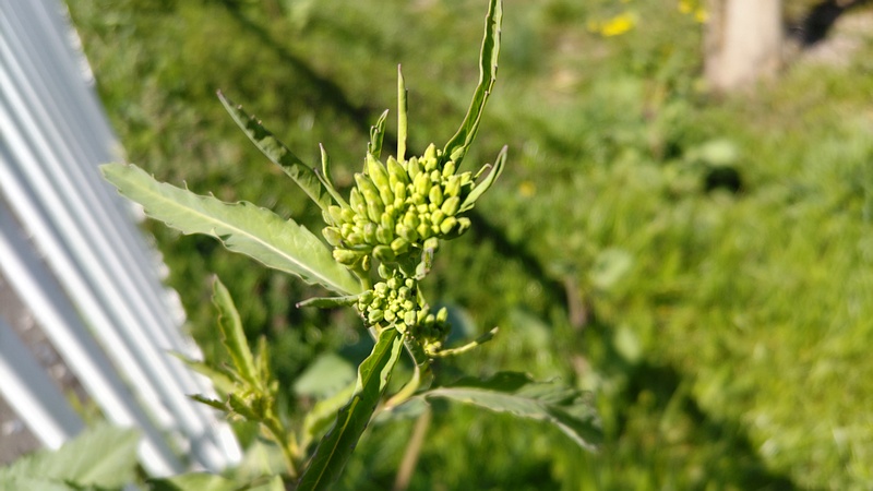 カラシナ 横浜市旭区鶴ヶ峰本町