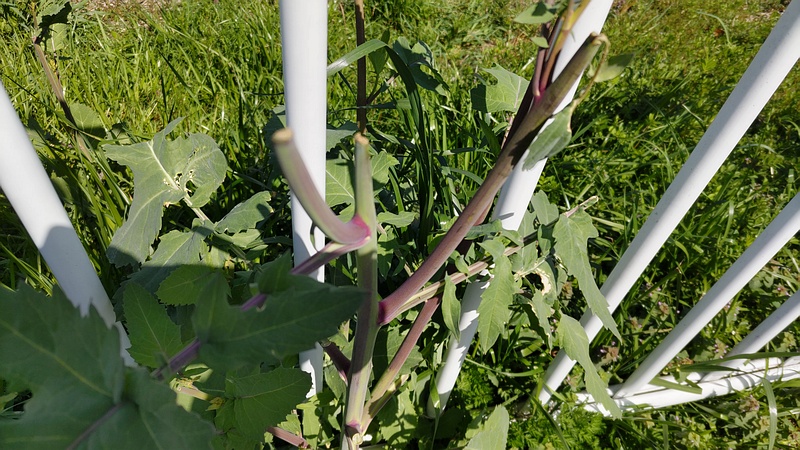カラシナ 横浜市旭区鶴ヶ峰本町