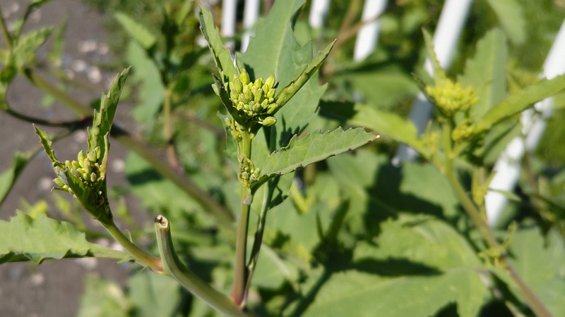 カラシナ 横浜市旭区鶴ヶ峰本町