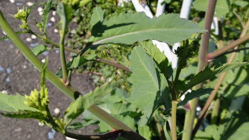 カラシナ 横浜市旭区鶴ヶ峰本町