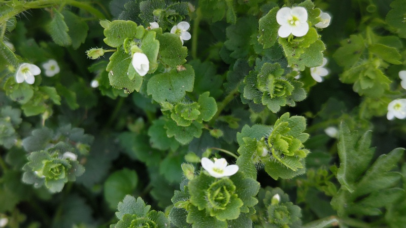 コゴメイヌノフグリ 横浜市旭区鶴ヶ峰本町