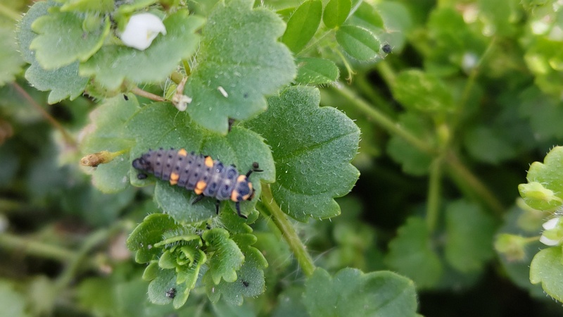 コゴメイヌノフグリとナナホシテントウの幼虫 横浜市旭区鶴ヶ峰本町
