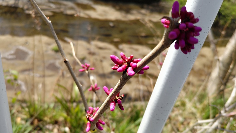 アメリカハナズオウの蕾 横浜市旭区鶴ヶ峰本町