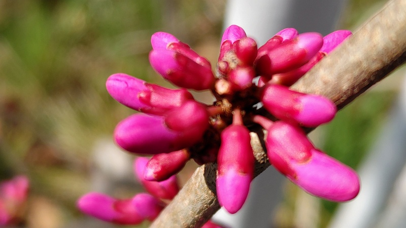 アメリカハナズオウの蕾 横浜市旭区鶴ヶ峰本町