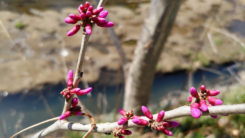 アメリカハナズオウの蕾 横浜市旭区鶴ヶ峰本町