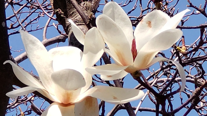 ハクモクレンの花 横浜市旭区今宿東町