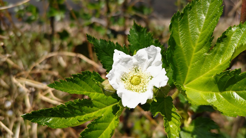 カジイチゴの蕾 横浜市旭区今宿東町