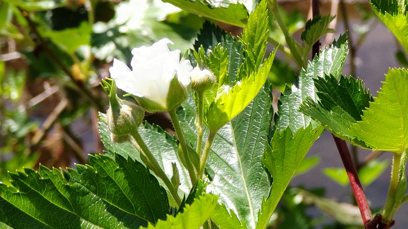 カジイチゴの花 横浜市旭区今宿東町