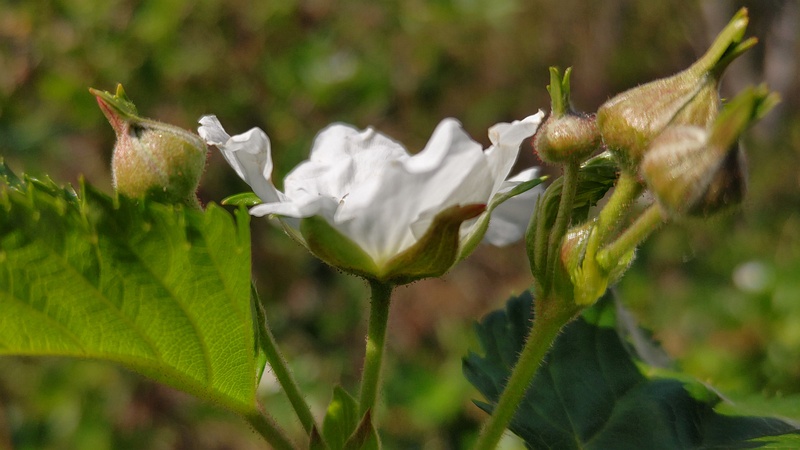 カジイチゴの花 横浜市旭区今宿東町