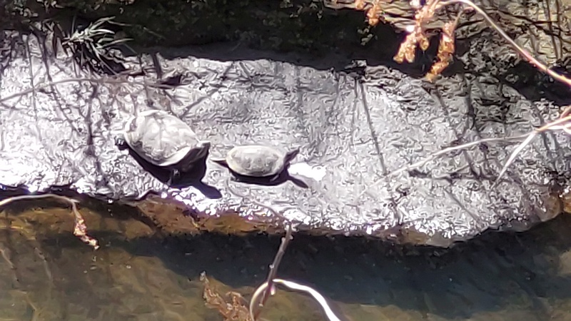 ミシシッピアカミミガメ 横浜市旭区今宿東町