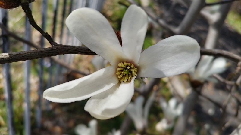 コブシの花 横浜市旭区今宿南町
