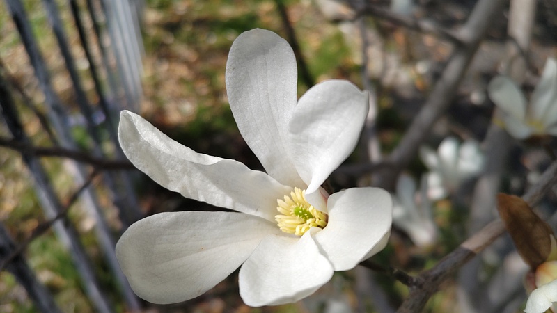 コブシの花 横浜市旭区今宿南町