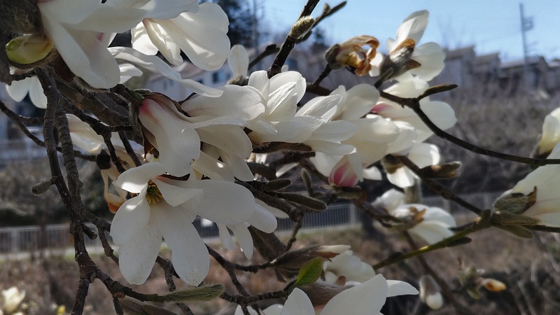 コブシの花 横浜市旭区今宿南町