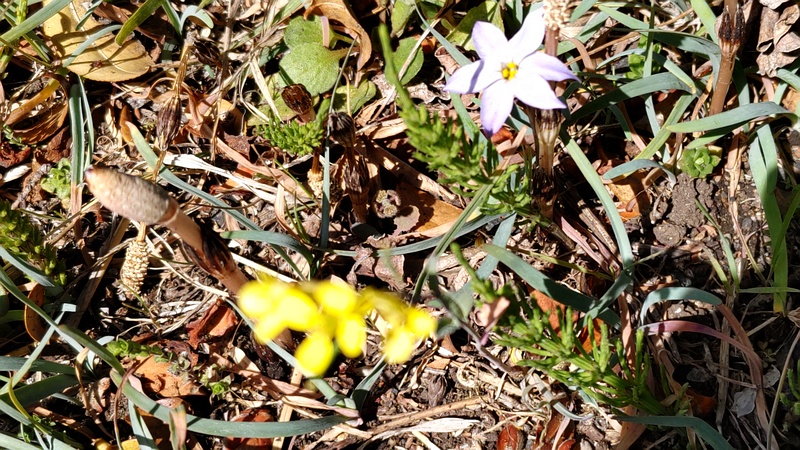 ハナニラとスギナとエゾスズシロの花 横浜市旭区今宿南町