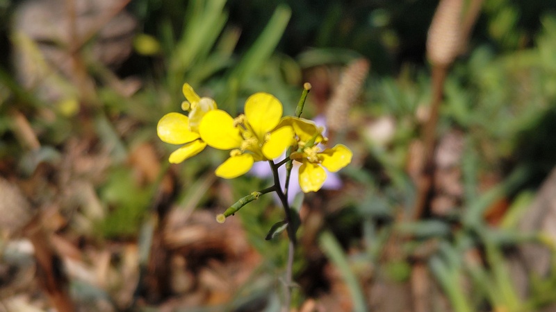 エゾスズシロの花 横浜市旭区今宿南町