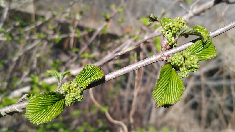 オオデマリの蕾 横浜市旭区今宿南町