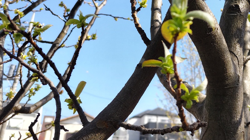 カリンの新芽 横浜市旭区今宿東町