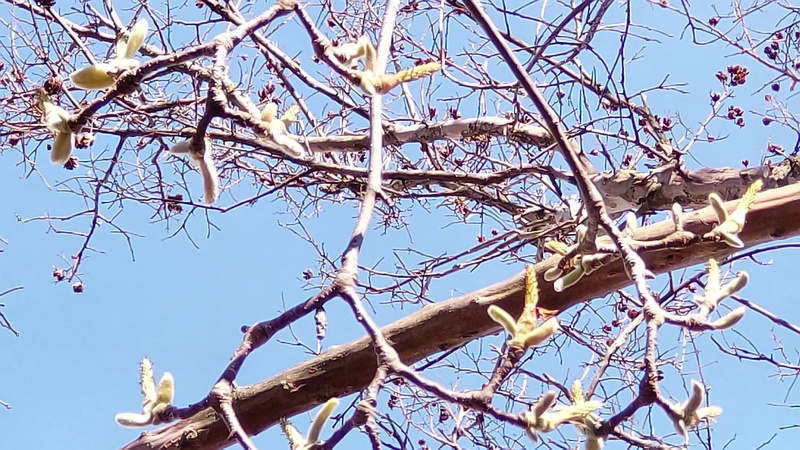 ハクモクレンの花後と葉芽 横浜市旭区今宿東町